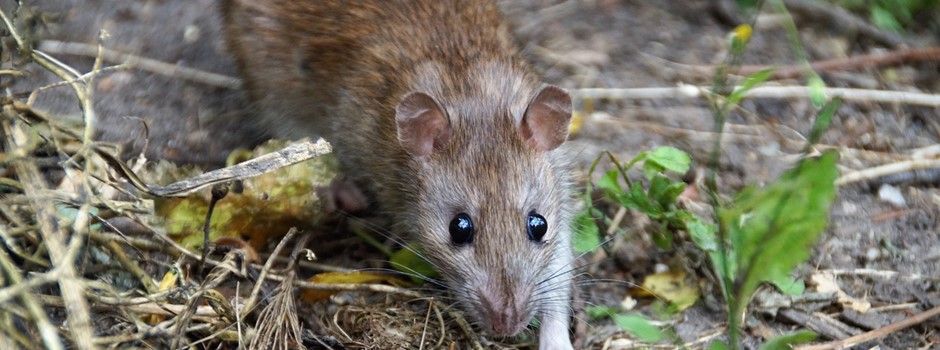 Rattenbefall und Bekämpfung